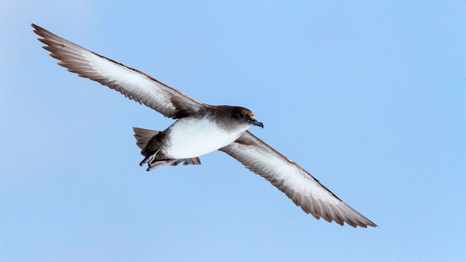 Balearic Shearwater ©Pep Arcos, SEO BirdLife