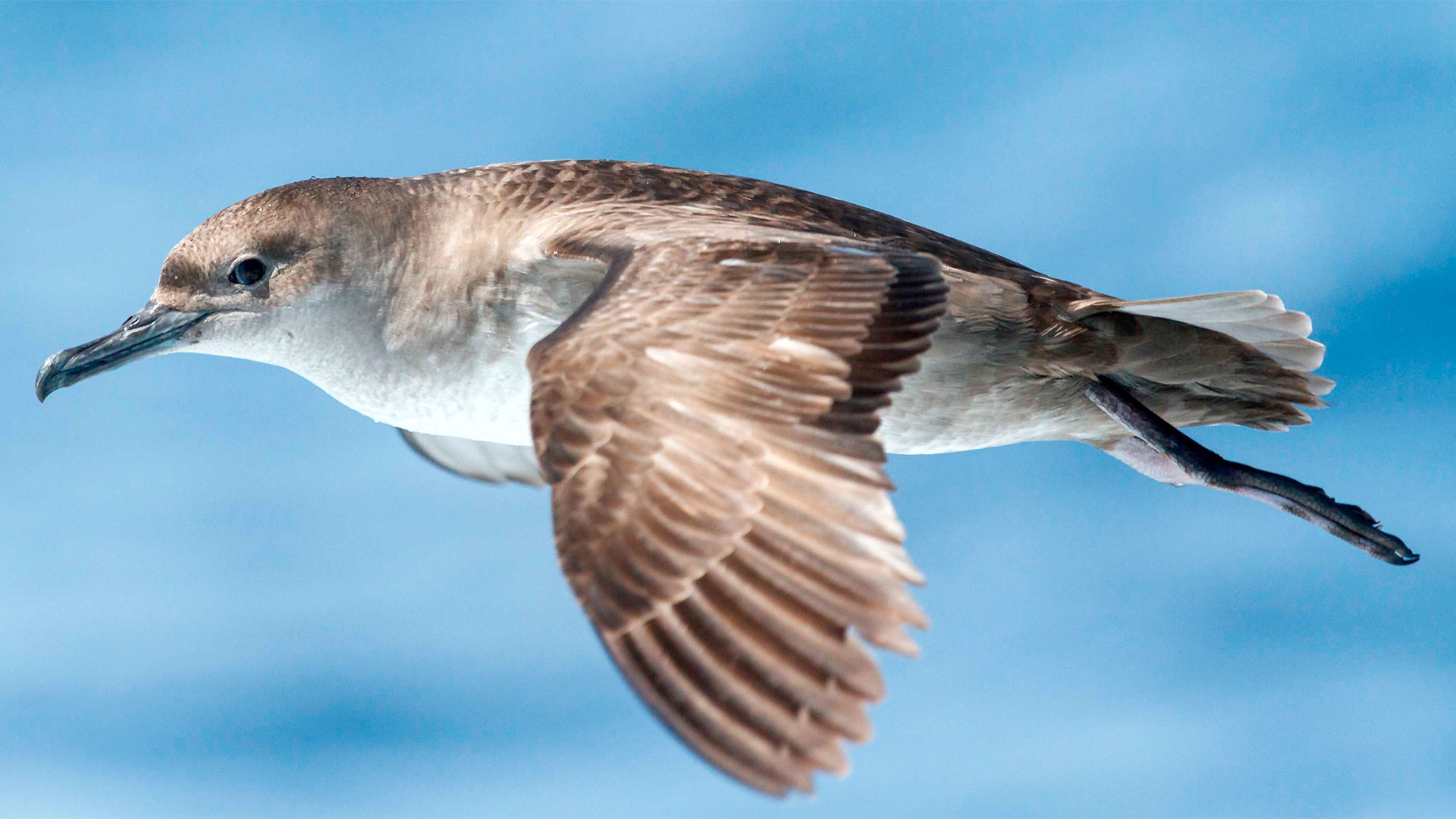 Balearic Shearwater ©Pep Arcos, SEO BirdLife
