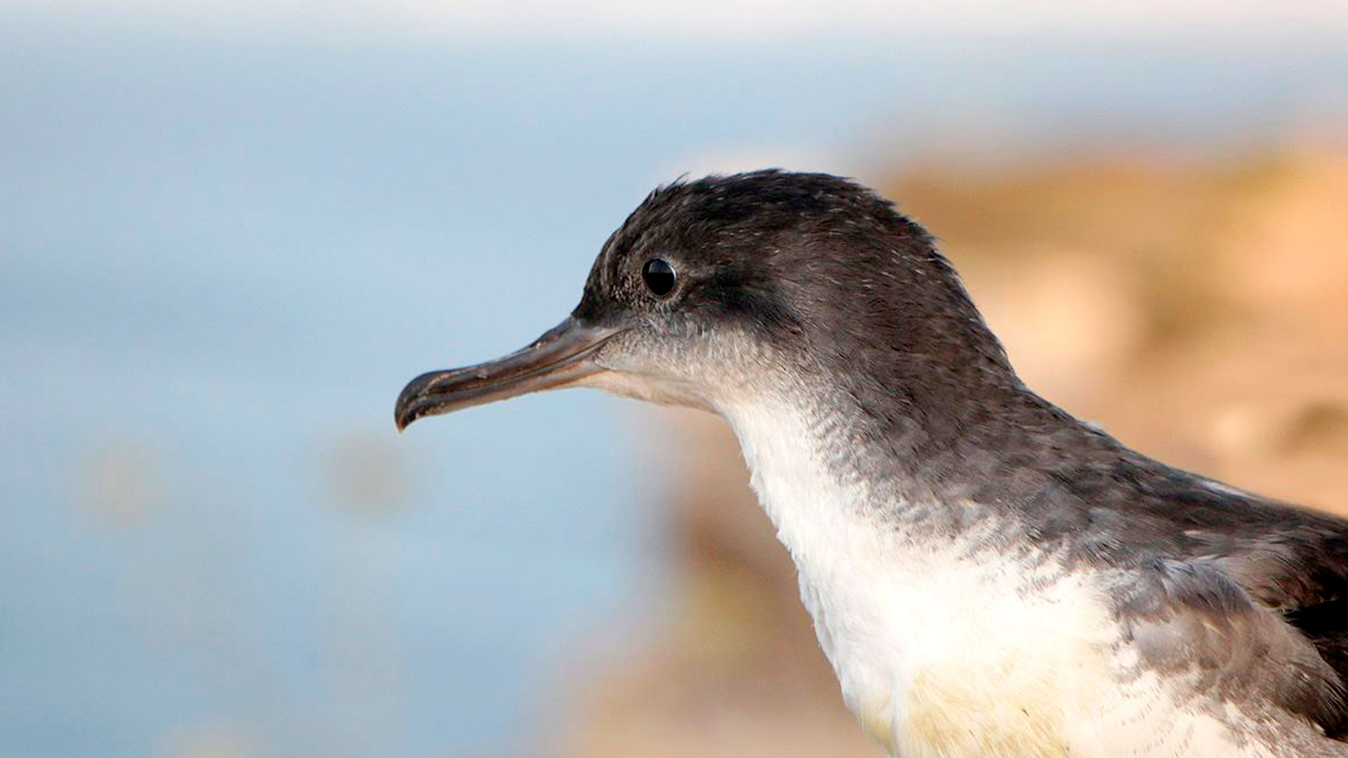 Yelkouan Shearwater ©Aron Tanti, BirdLife Malta