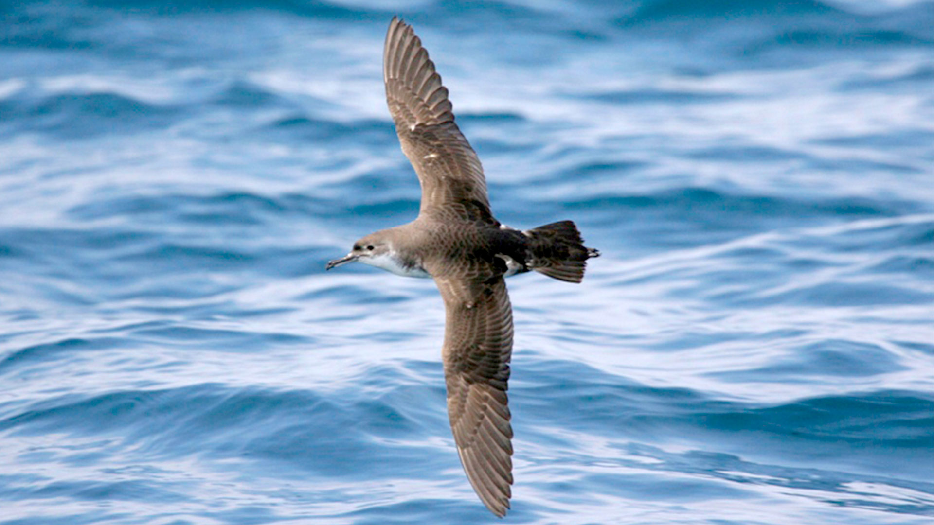 Yelkouan Shearwater ©Aris Christidis, HOS BirdLife Greece